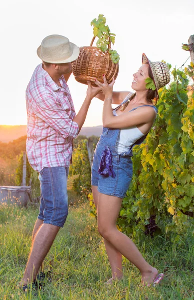 Pareja en la vendimia en el viñedo —  Fotos de Stock