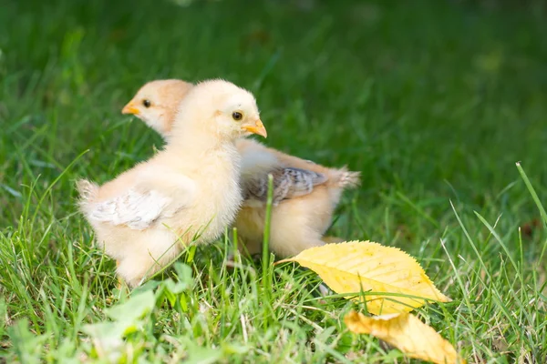 Polli che camminano sull'erba — Foto Stock