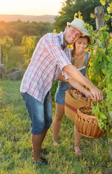Pareja en la vendimia en el viñedo —  Fotos de Stock