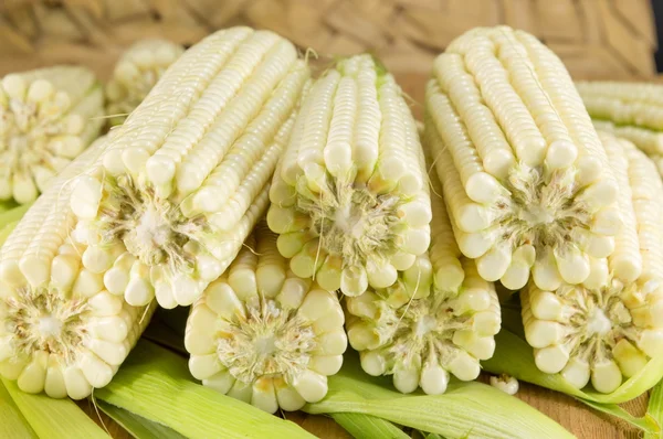 Épis de maïs frais cueillis dans une rangée — Photo