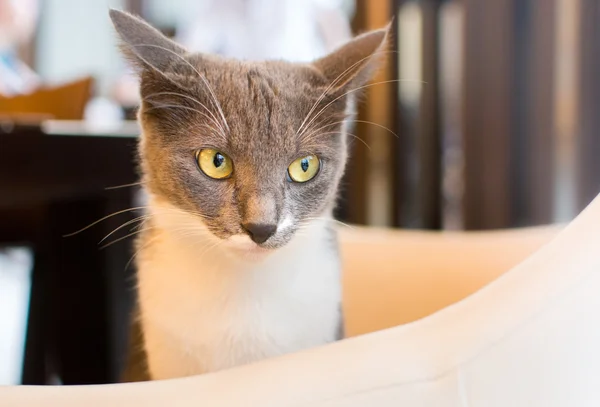 Gatto seduto su una sedia ristorante — Foto Stock