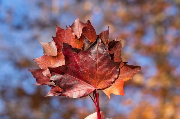 Piros őszi levelek, a womans kezében — Stock Fotó