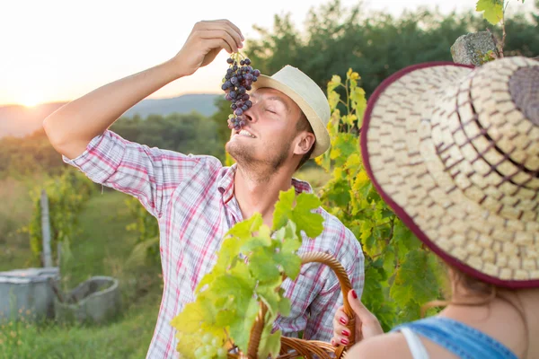 Jóvenes agricultores disfrutando de uvas frescas —  Fotos de Stock