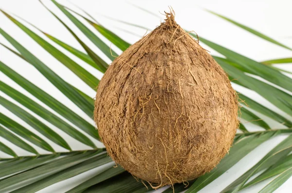 Coco entero sobre hojas de coco sobre blanco — Foto de Stock