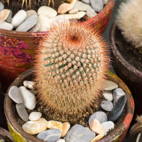 Plantas de cactus en maceta colecciones — Foto de Stock