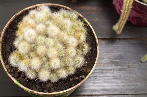 Planta de cactus en maceta sobre fondo oscuro — Foto de Stock