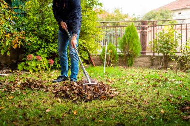 Man collecting fallen autumn leaves in his backyard. Fall season home work and improvements clipart