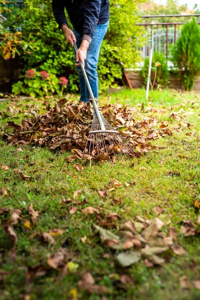 Homem Coletando Folhas Outono Caídas Seu Quintal Outono Temporada Home — Fotografia de Stock