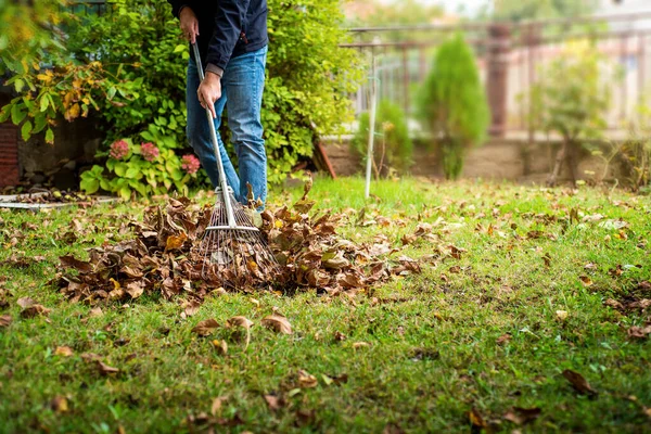 Homem Coletando Folhas Outono Caídas Seu Quintal Outono Temporada Home — Fotografia de Stock