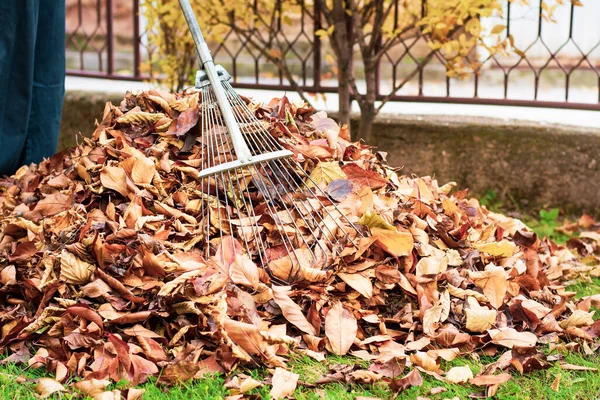 Homem Limpando Folhas Outono Caídas Quintal — Fotografia de Stock