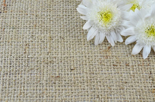 Chrysanthema on a special knitted table cloth