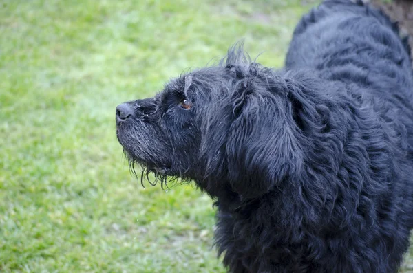 Perfil de um cão preto velho e sujo — Fotografia de Stock