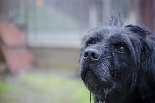 Vieux chien bave noir — Photo
