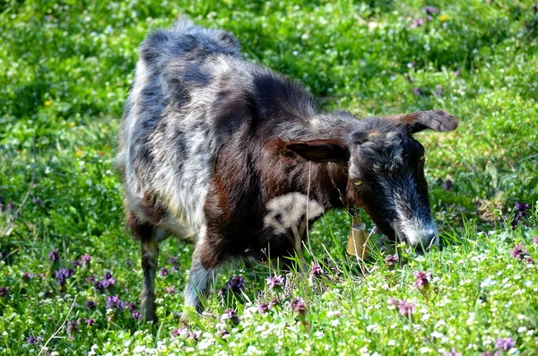Goat grazing grass outdoors — Stock Photo, Image