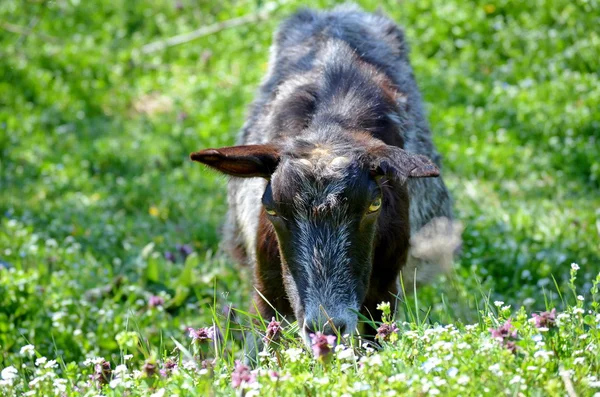 Herbe de pâturage de chèvre à l'extérieur — Photo
