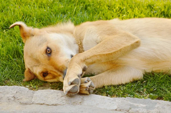 Sonnolento cane di razza mista nell'erba — Foto Stock