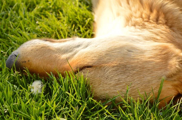 Cão dormindo na grama — Fotografia de Stock
