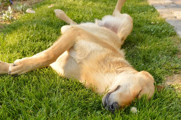 Cão de raça mista sonolento dormindo na grama — Fotografia de Stock