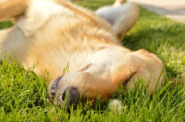 Slaperig gemengd rashond in het gras — Stockfoto