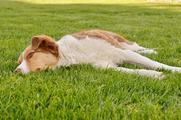 Собака лежит в траве — стоковое фото
