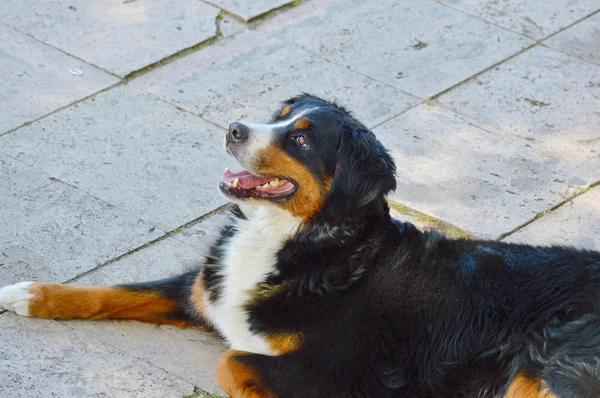 Bernese hegy kutya a járdán — Stock Fotó