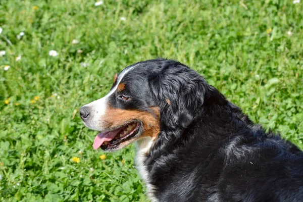 Σκυλί Bernese Mountain στο χόρτο — Φωτογραφία Αρχείου