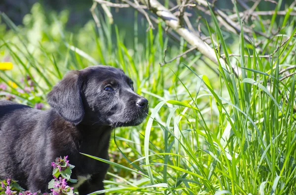 Черный микс породы щенок среди полевых цветов — стоковое фото