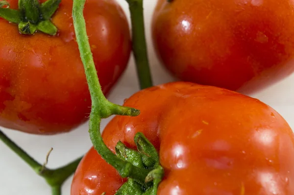 Bunch of wet tomatos closeup — Stock Photo, Image