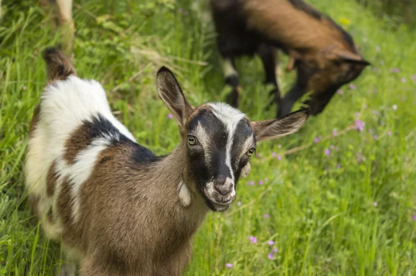 Young goat in the field — Stock Photo, Image