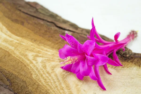 Preciosa flor rosa sobre un tablero rústico de madera — Foto de Stock