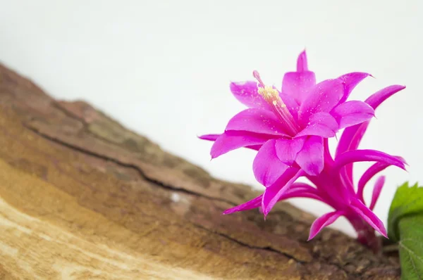 Superbe fleur rose sur une planche en bois rustique — Photo