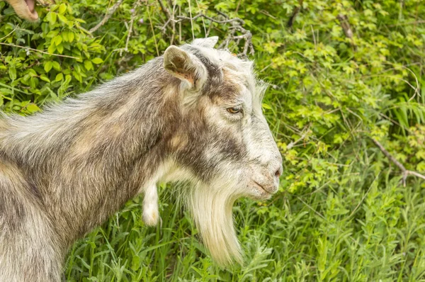 Close up of a goat outdoors — Stock Photo, Image