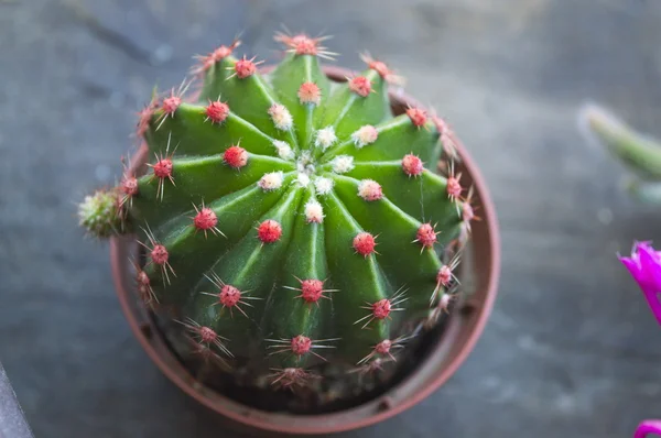 Cactus con pequeñas flores rojas — Foto de Stock