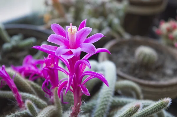 Kaktus med vakker lilla blomst – stockfoto