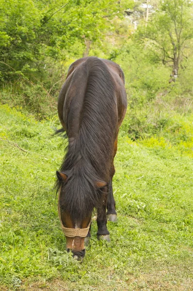 Horse grazing outdoors — Stock Photo, Image