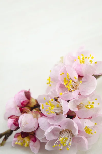 Fiori di ciliegio su sfondo bianco — Foto Stock