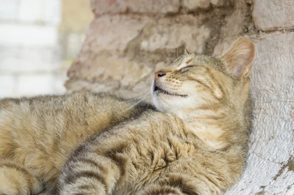 Кот спит в закругленном окне — стоковое фото