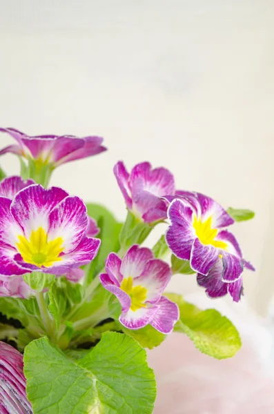 Flor violeta em um pote em branco — Fotografia de Stock