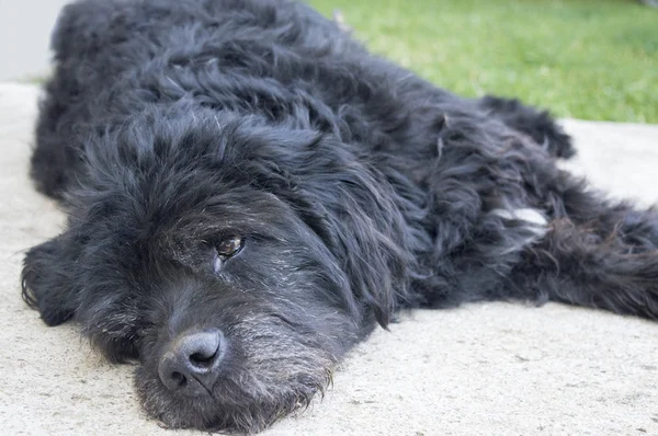 Portrait d'un vieux chien noir fatigué couché dans la cour — Photo