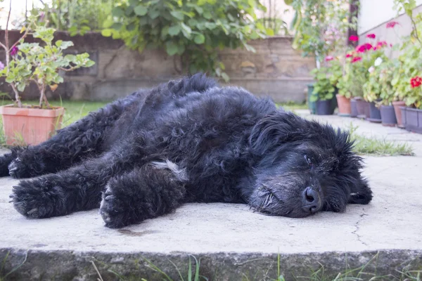 Retrato de um cão preto velho e cansado deitado no quintal — Fotografia de Stock