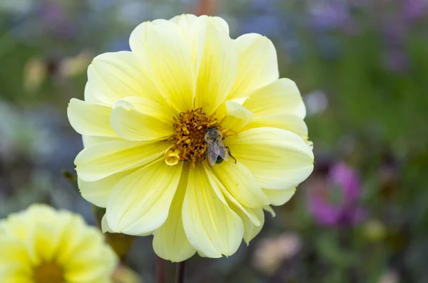 노란 꽃 wih 벌 colecting 꿀 — 스톡 사진