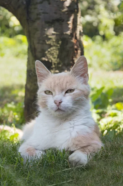 Кот лежит в траве, прячась от летней жары — стоковое фото