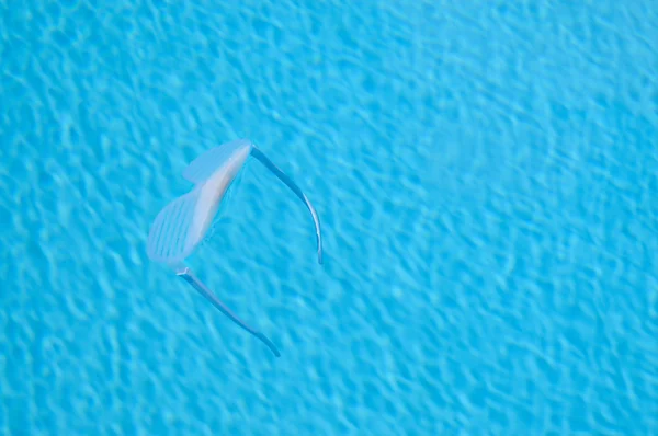 Taças de persianas de dança flutuando na piscina — Fotografia de Stock