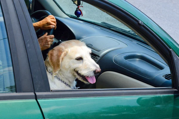 Cute golden retriever dog riding in a car while sitting like a h — Stock Photo, Image