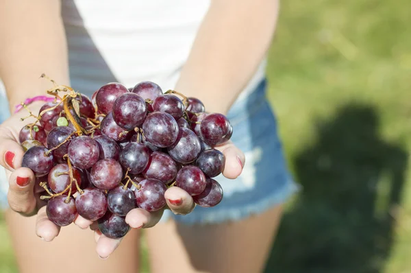 Fresh grape in woman hands — Stock Photo, Image