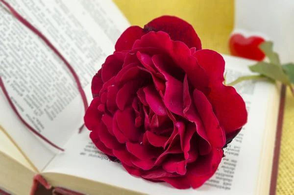 Rød rose på en åben bog med sløret indhold - Stock-foto