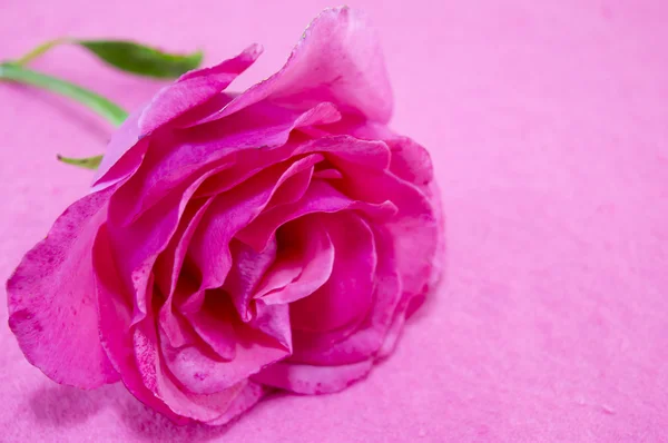 Pink rose a rózsaszín háttér — Stock Fotó