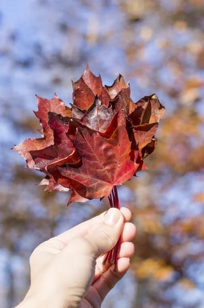 Piros őszi levelek, a lány kezében — Stock Fotó