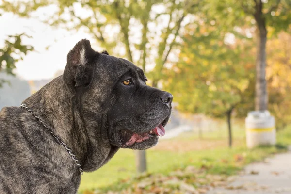 Portret van prachtige Cane Corso hond permanent buitenshuis — Stockfoto