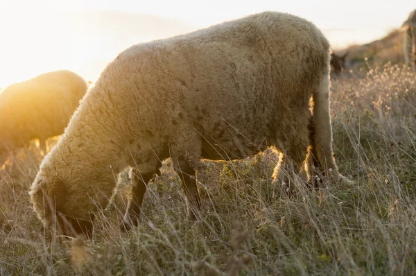 Sheep grazing in the field enjoying last hour of sunshine — Stock Photo, Image